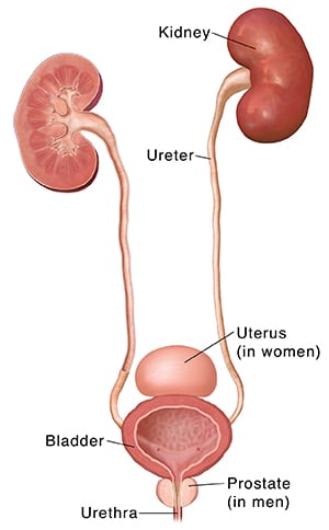 Urinary tract showing kidneys, ureters, bladder, urethra, lymph nodes, and positions of uterus and prostate.