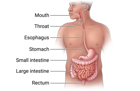 The gastrointestinal tract, including the mouth, throat, esophagus, stomach, small intestine, large intestine, and rectum.