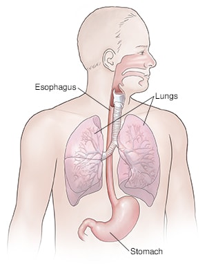 Front view of man showing respiratory and upper digestive anatomy.