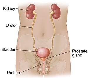 Front view of male outline showing urinary and reproductive tracts.